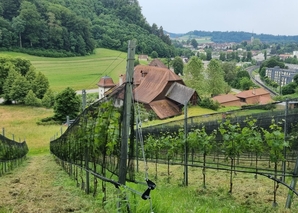 Rebbergführung in Burgdorf